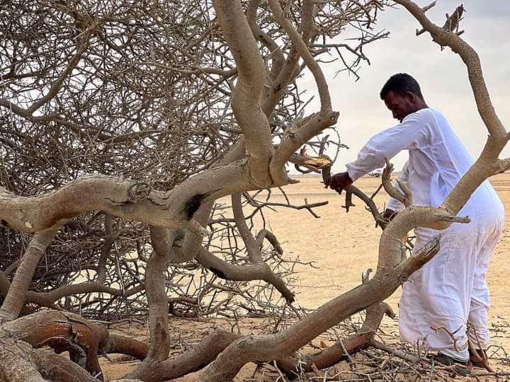 جمع الحطب من الأشجار الميته