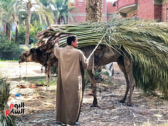 استخدام الجمال في نقل الجريد