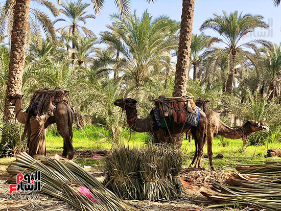 قرية المرازيق بالبدرشين