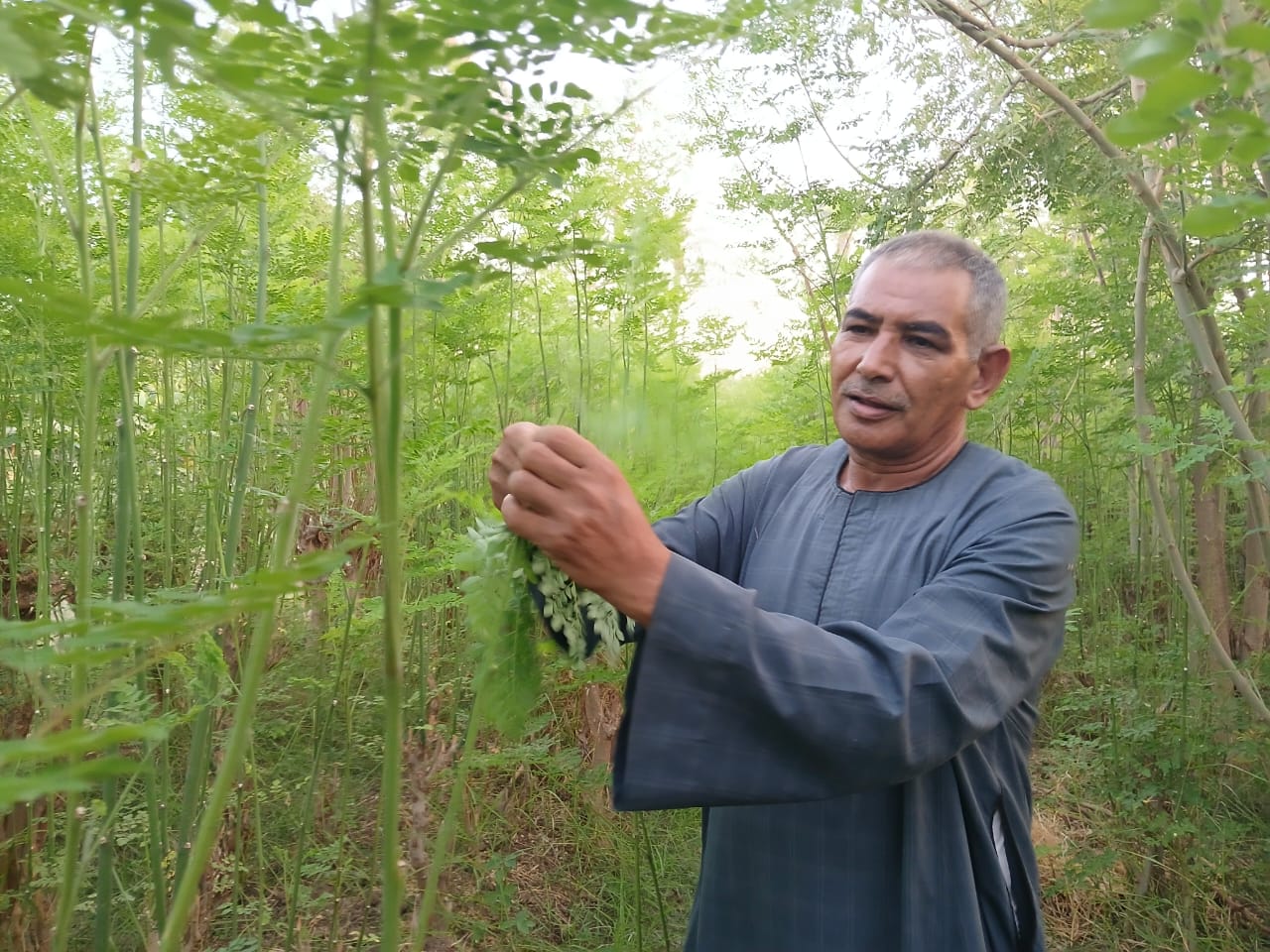 صاحب تجربة أكبر محصول للمورينجا بقنا