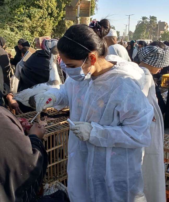 لجان من الطب البيطرى تفحص الطيور في الأسواق بإسنا