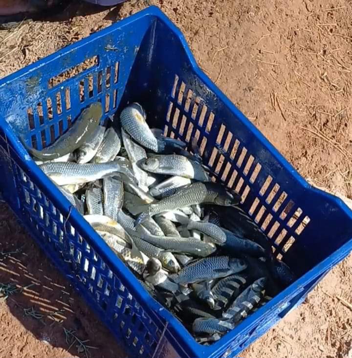 انتاج مبشر من اول مزرعة اسماك حكوميةبمركز بلاط انتاج مبشر من اول مزرعة اسماك حكوميةبمركز بلاط