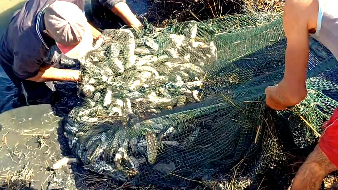 باكورة إنتاج اسماك المبروكة بقرية البشندى باكورة إنتاج اسماك المبروكة بقرية البشندى