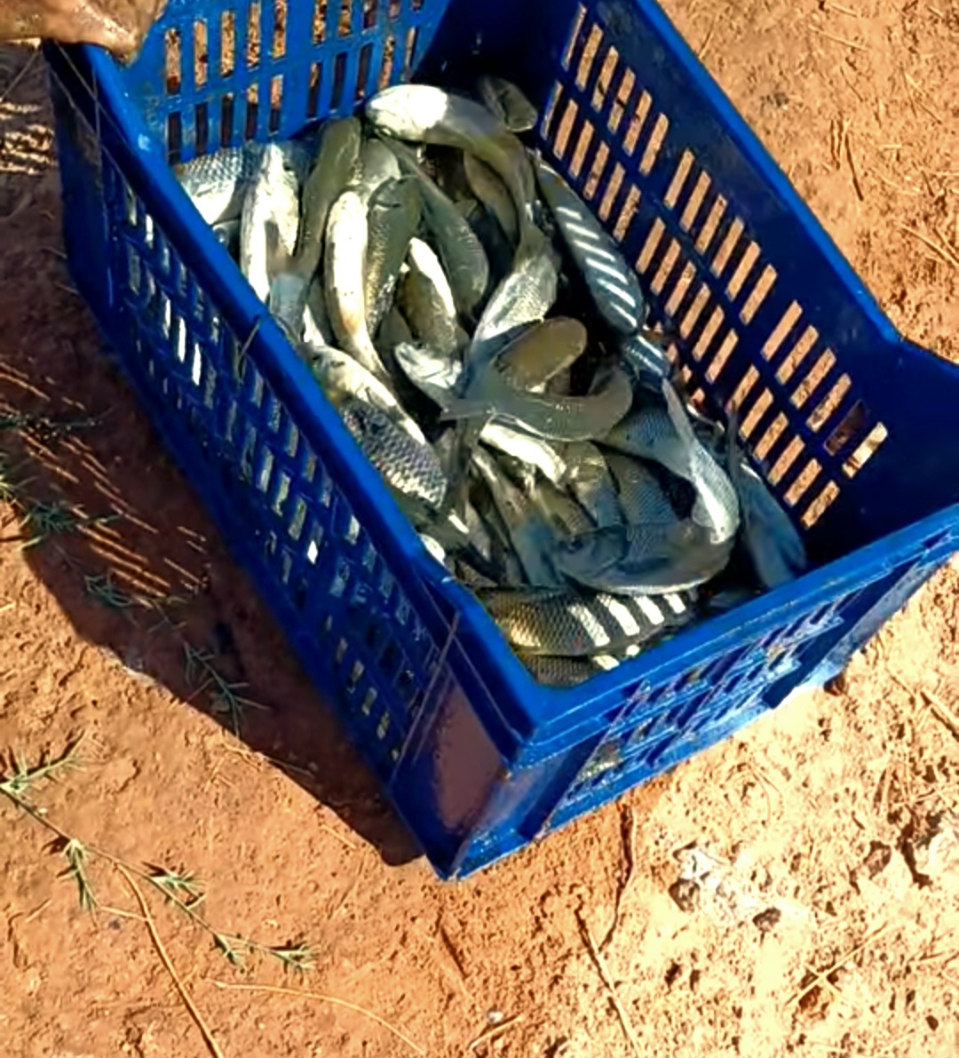 جانب من إنتاج الأسماك الطازجة جانب من إنتاج الأسماك الطازجة