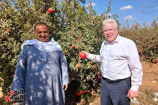 فاكهة-الجنة-فى-مزارع-الشرقية