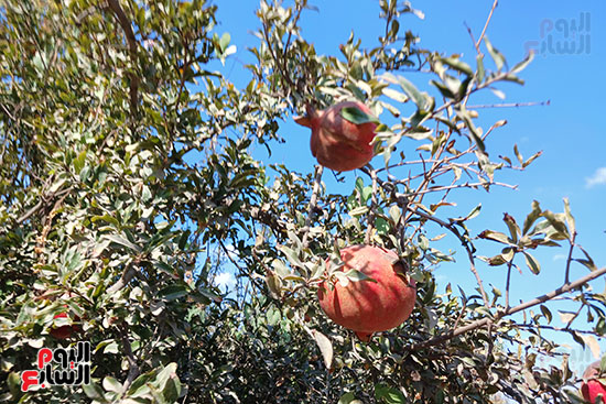 حصاد-الرمان