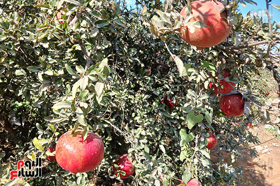 فاكهة-الجنة