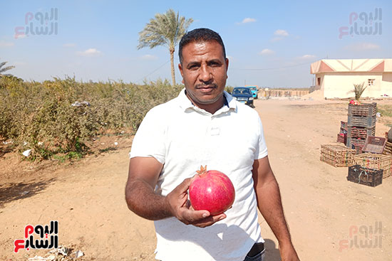 المهندس-ياسر-سليم-مدير-المزرعة