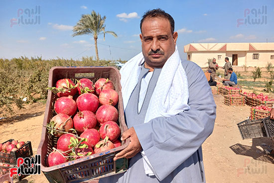 تاجر-الرمان