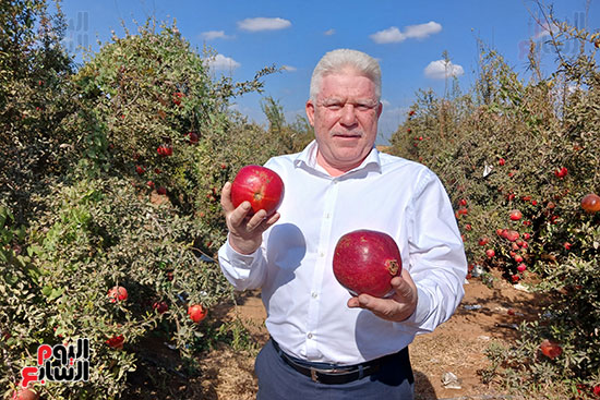 المهندس-بهاء-سلامة--رئيس-قسم-المكافحة-البستانية-بالإدارة-الزراعية-بمركز-بلبيس