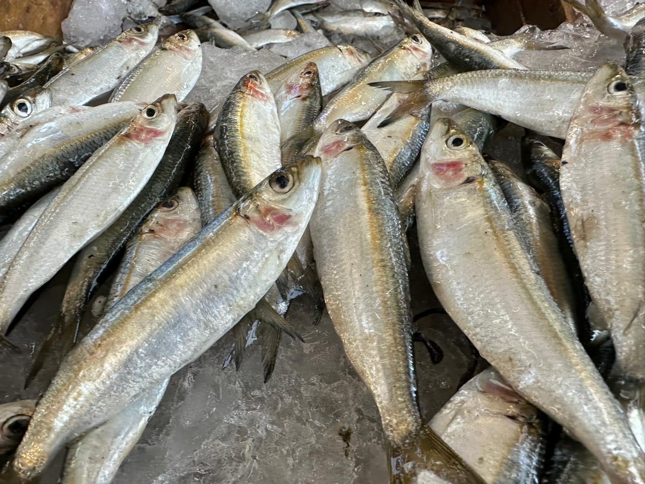 اسماك السردين اسماك السردين