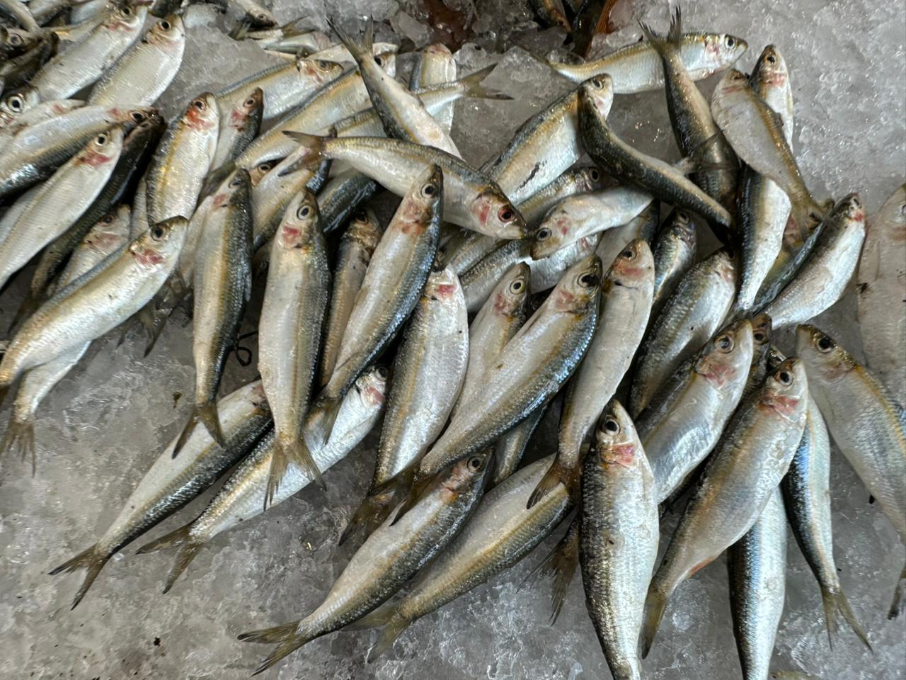 كميات سمك السردين كميات سمك السردين