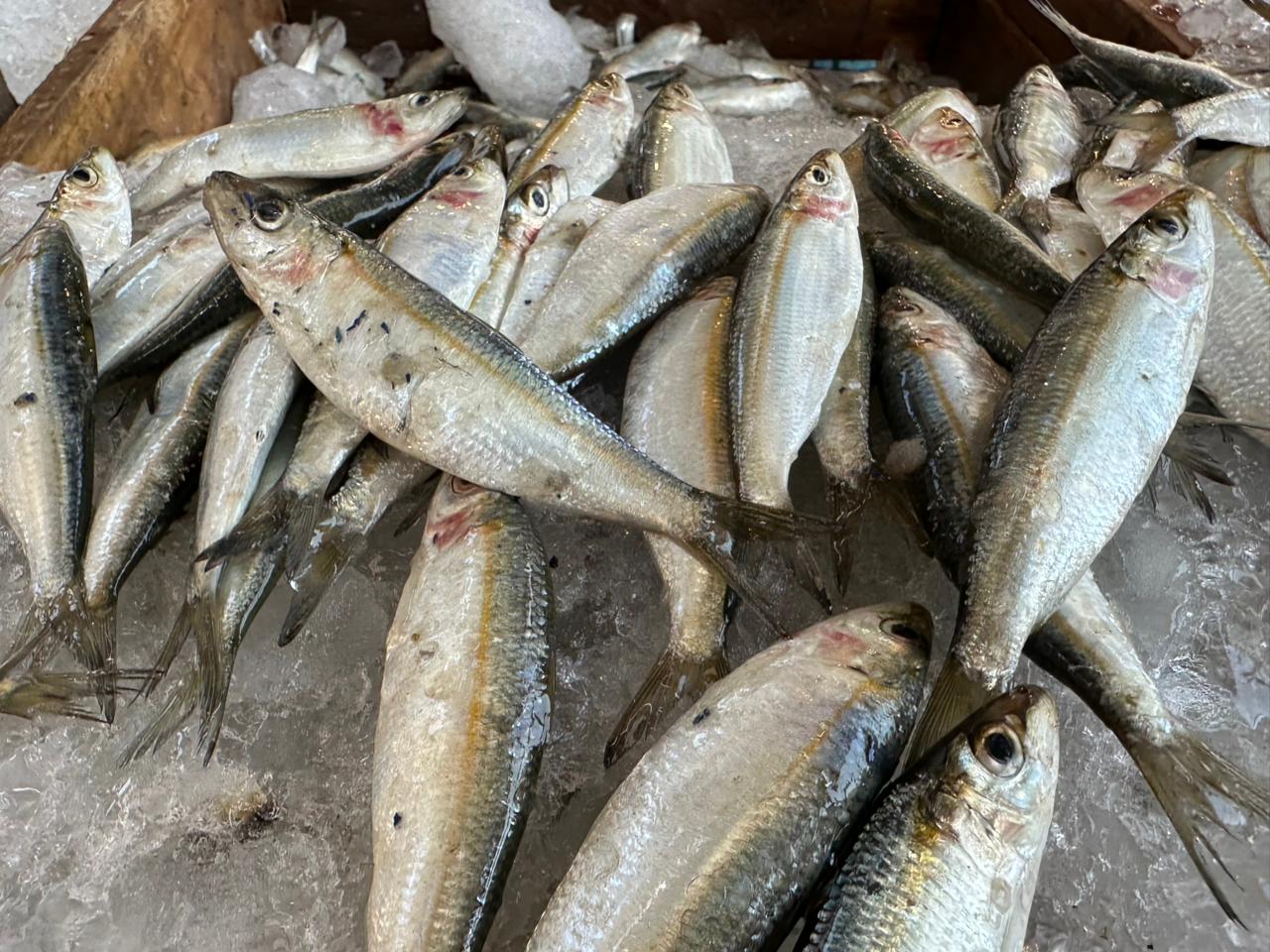 سمك السردين سمك السردين