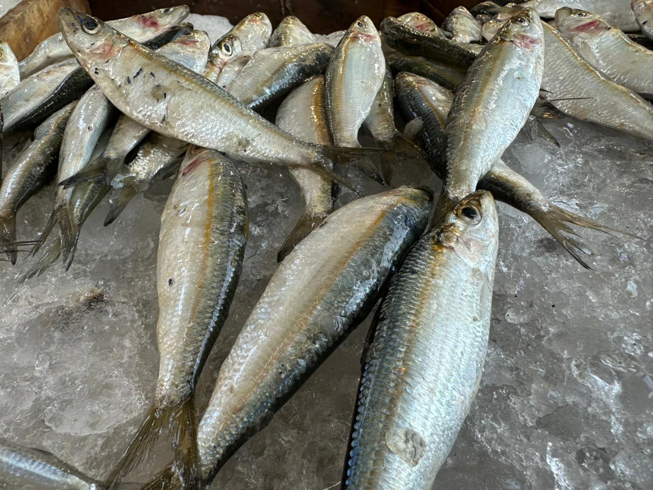 السردين اليوم السردين اليوم