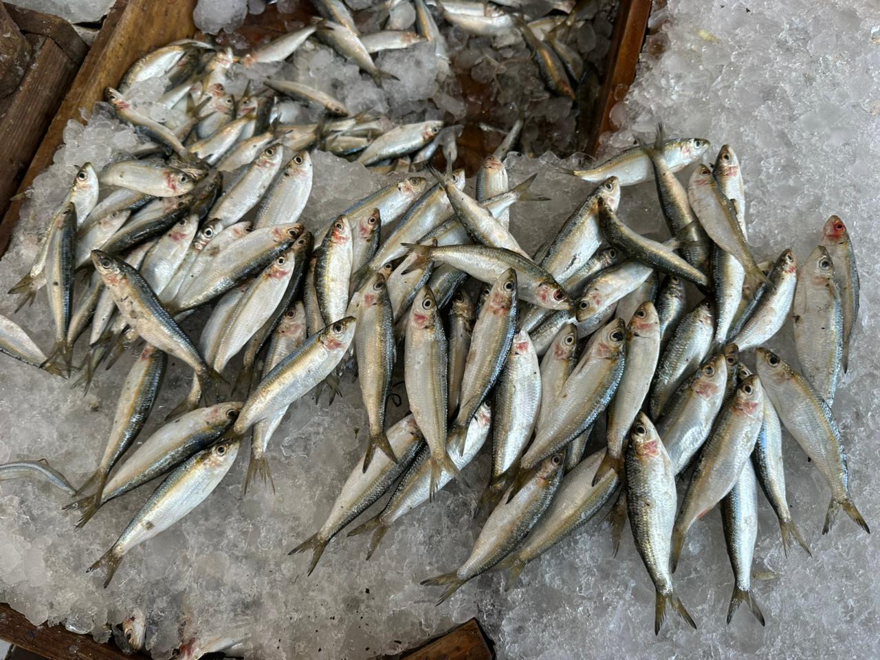 جانب من اسماك السردين جانب من اسماك السردين