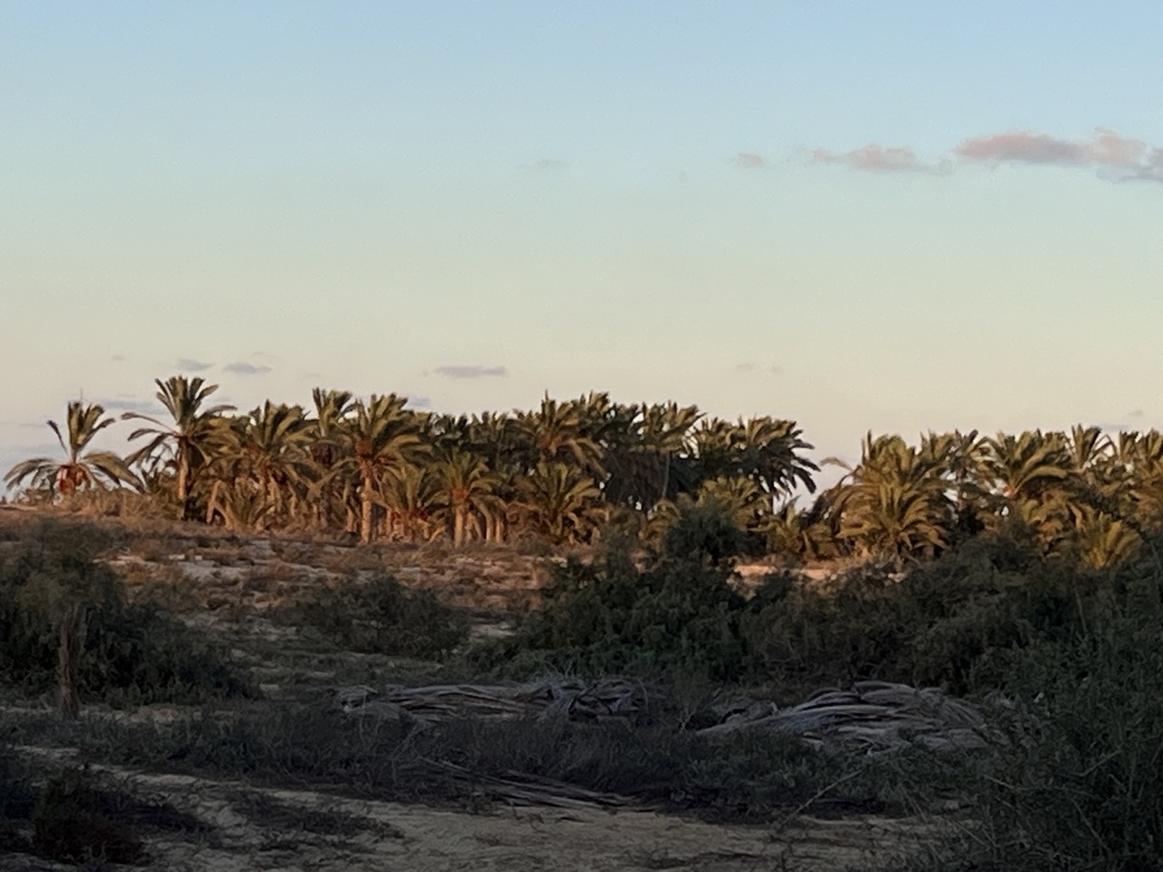 واحات النخيل في منطقة الجندل واحات النخيل في منطقة الجندل
