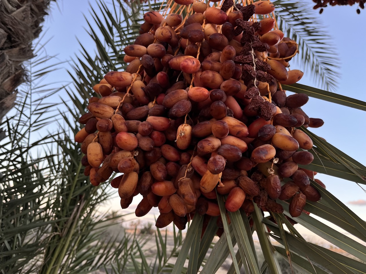 أنواع الإنتاج الفاخرة أنواع الإنتاج الفاخرة
