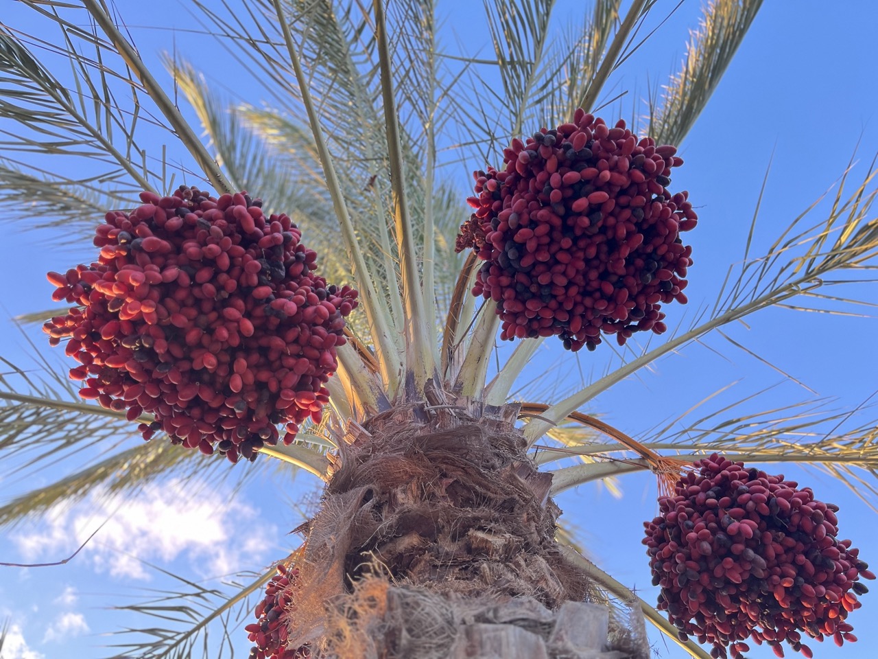 تمور عالية الجودة تمور عالية الجودة