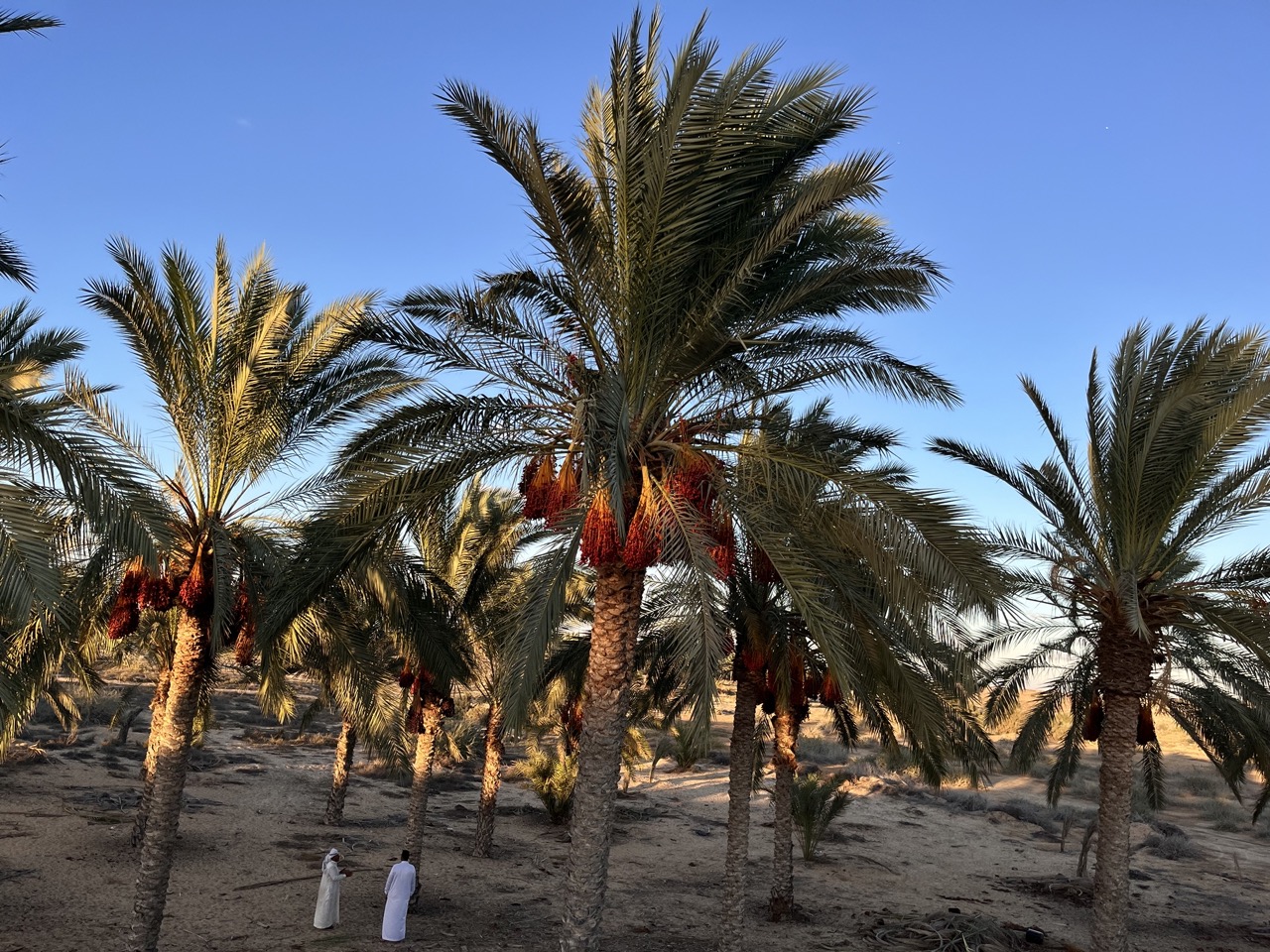 البساتين في منطقة الجندل 
