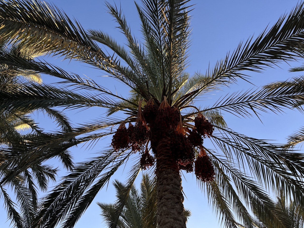 أشجار النخيل وإنتاجها أشجار النخيل وإنتاجها