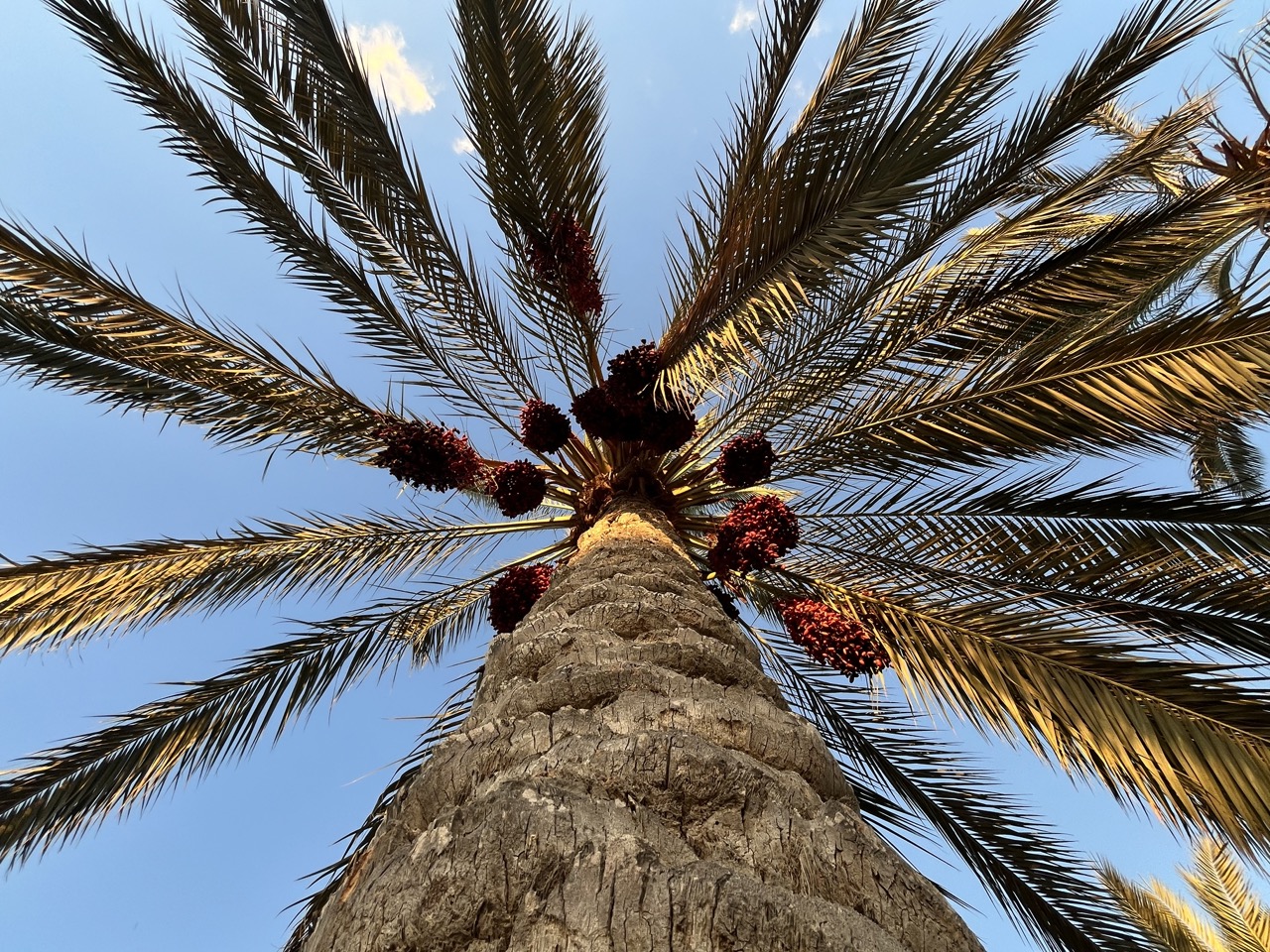 روعة النخيل روعة النخيل