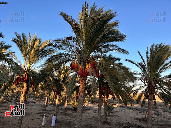 بساتين-منطقة-الجنادل