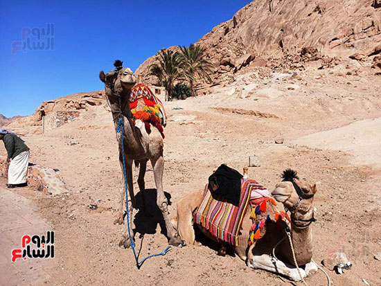 الجمال-التي-تنقل-السائحين
