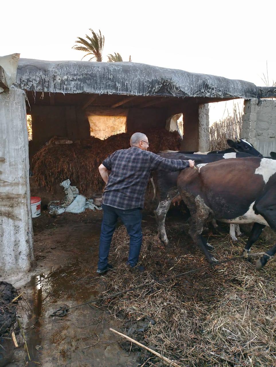 قافلة بيطرية بقرية الجزيرة الخضراء