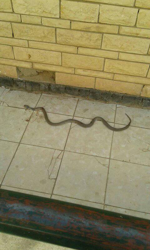 الثعابين فى الوحدات الصحية الثعابين فى الوحدات الصحية