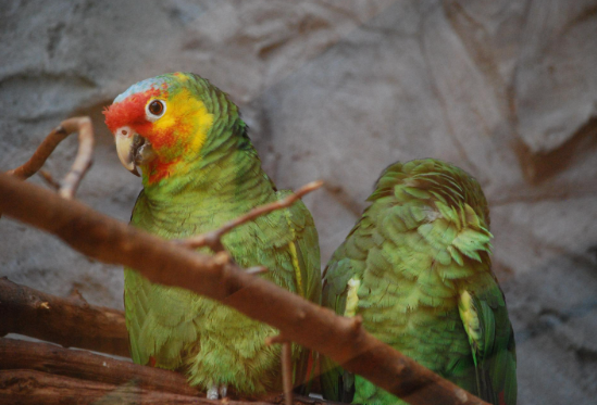 ببغاوات الأمازون ببغاوات الأمازون