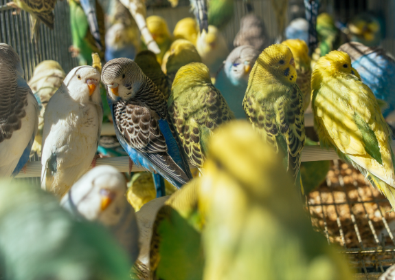 طيورالببغاء طيورالببغاء