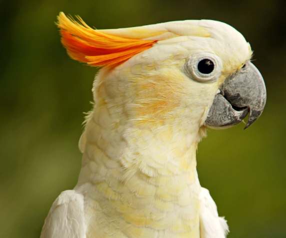 ببغاوات الكوكاتو ببغاوات الكوكاتو