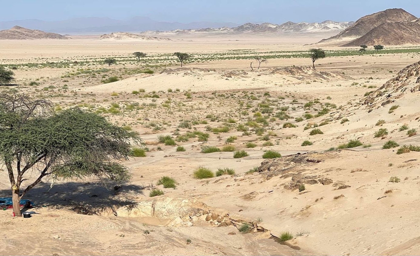 بدأ انتشار،العشب فى الصحراء الشرقية