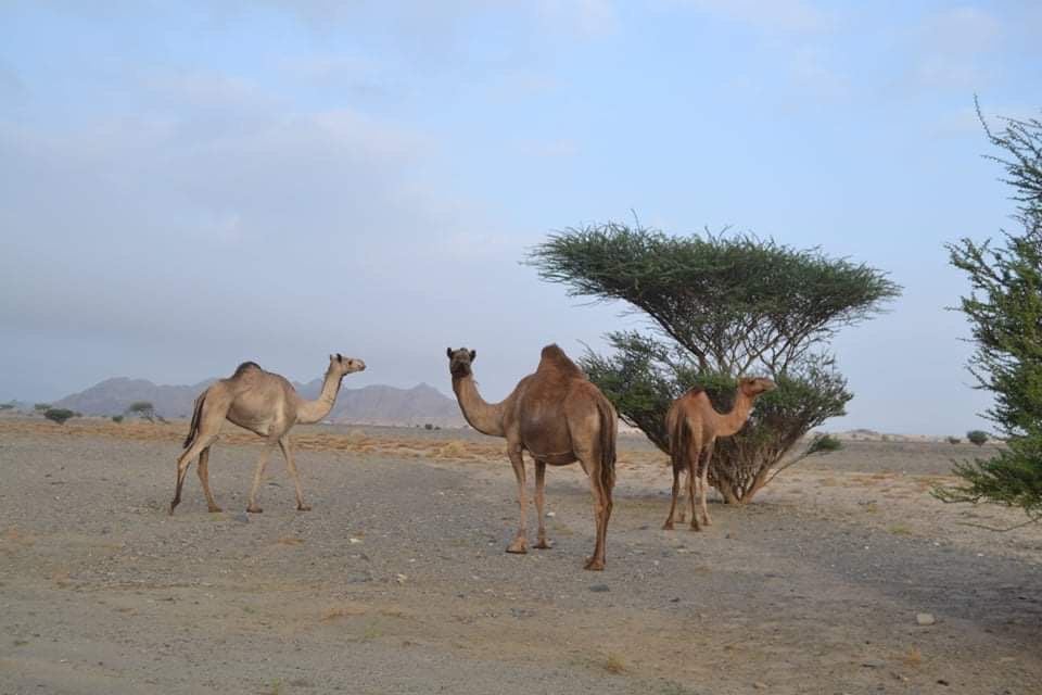 الأبل ترعى فى الأودية الجبلية