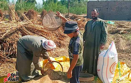 فرحة-مزارعى-السمسم- فرحة-مزارعى-السمسم-