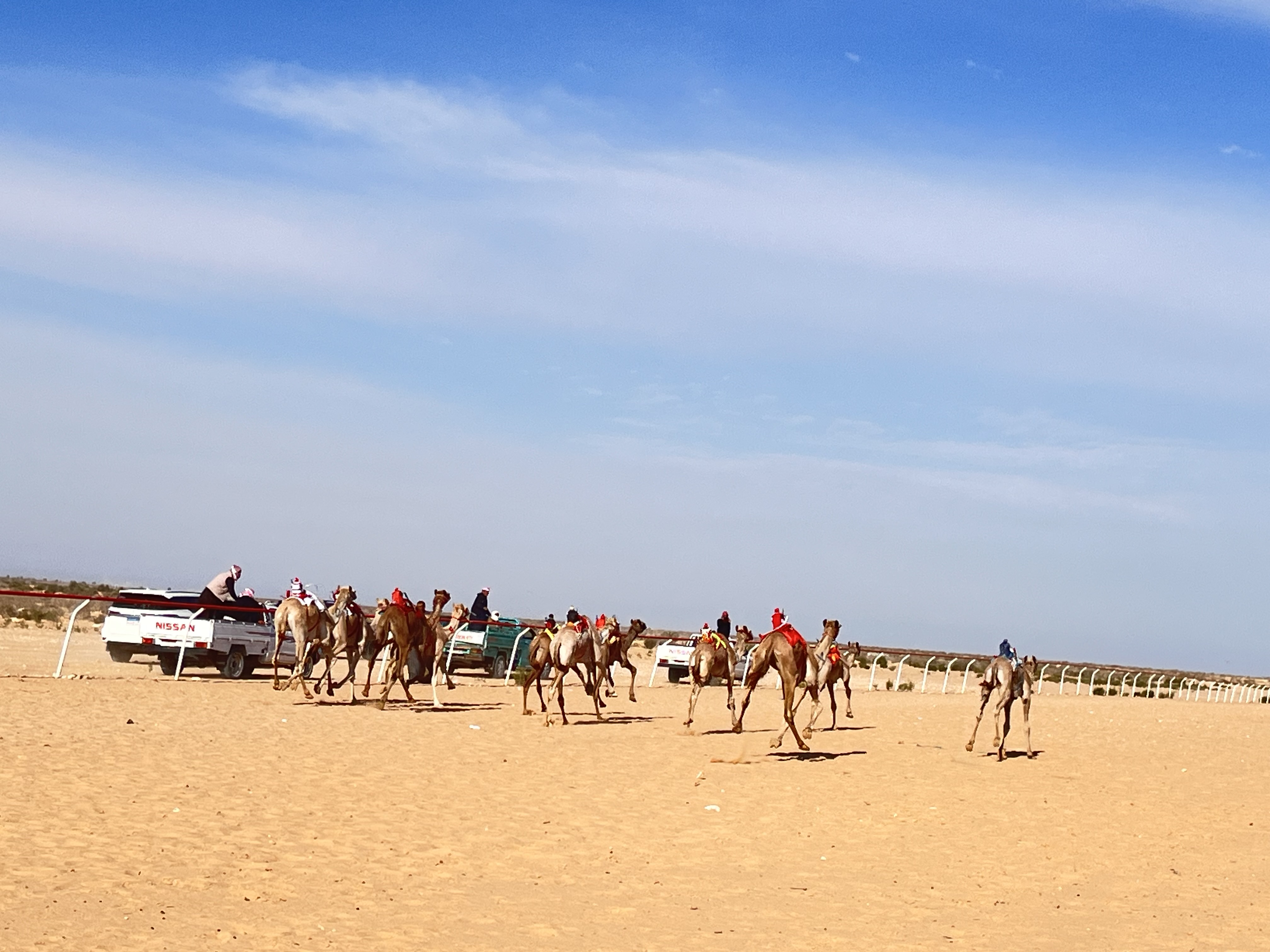 سباق الهجن في العلمين