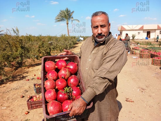 العم-ياسر-تاجر-رمان