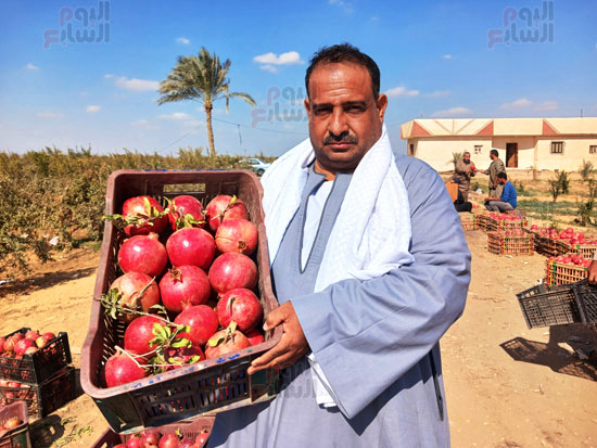 تاجر-الرمان