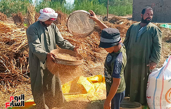غربلة-محصول-السمسم- غربلة-محصول-السمسم-