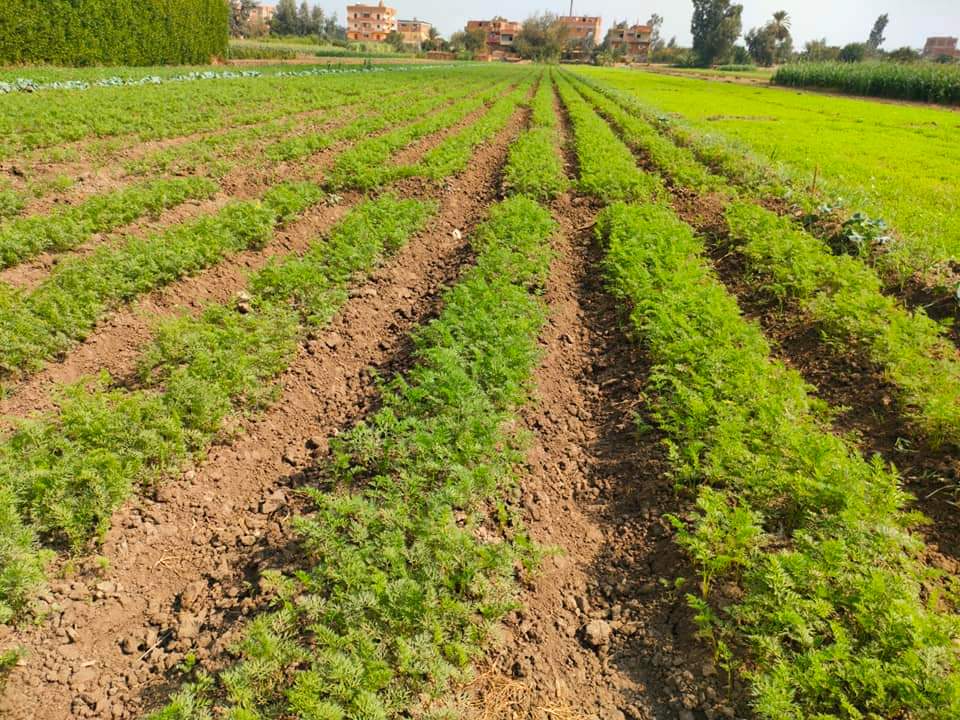 الجزر منور فى غيطان المنوفية