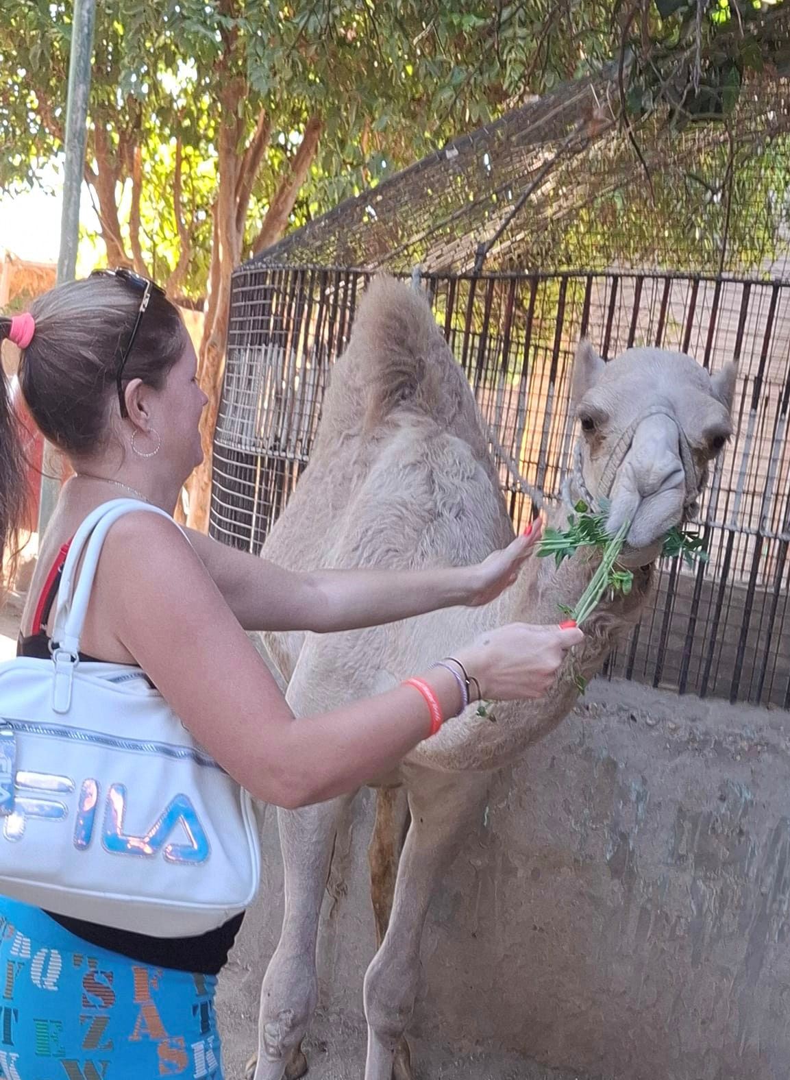 سائحة تطعم الجمال فى جزيرة الموز سائحة تطعم الجمال فى جزيرة الموز