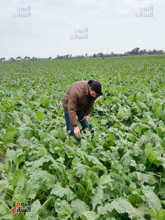 اثناء-متابعة-البنجر