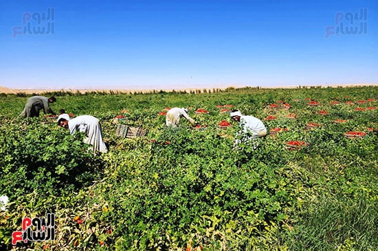 فرحة العمال خلال حصاد الطماطم فى جبال الغرب