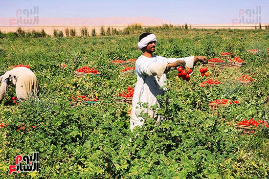 حصاد الطماطم فى المزارع بجبل الأقصر