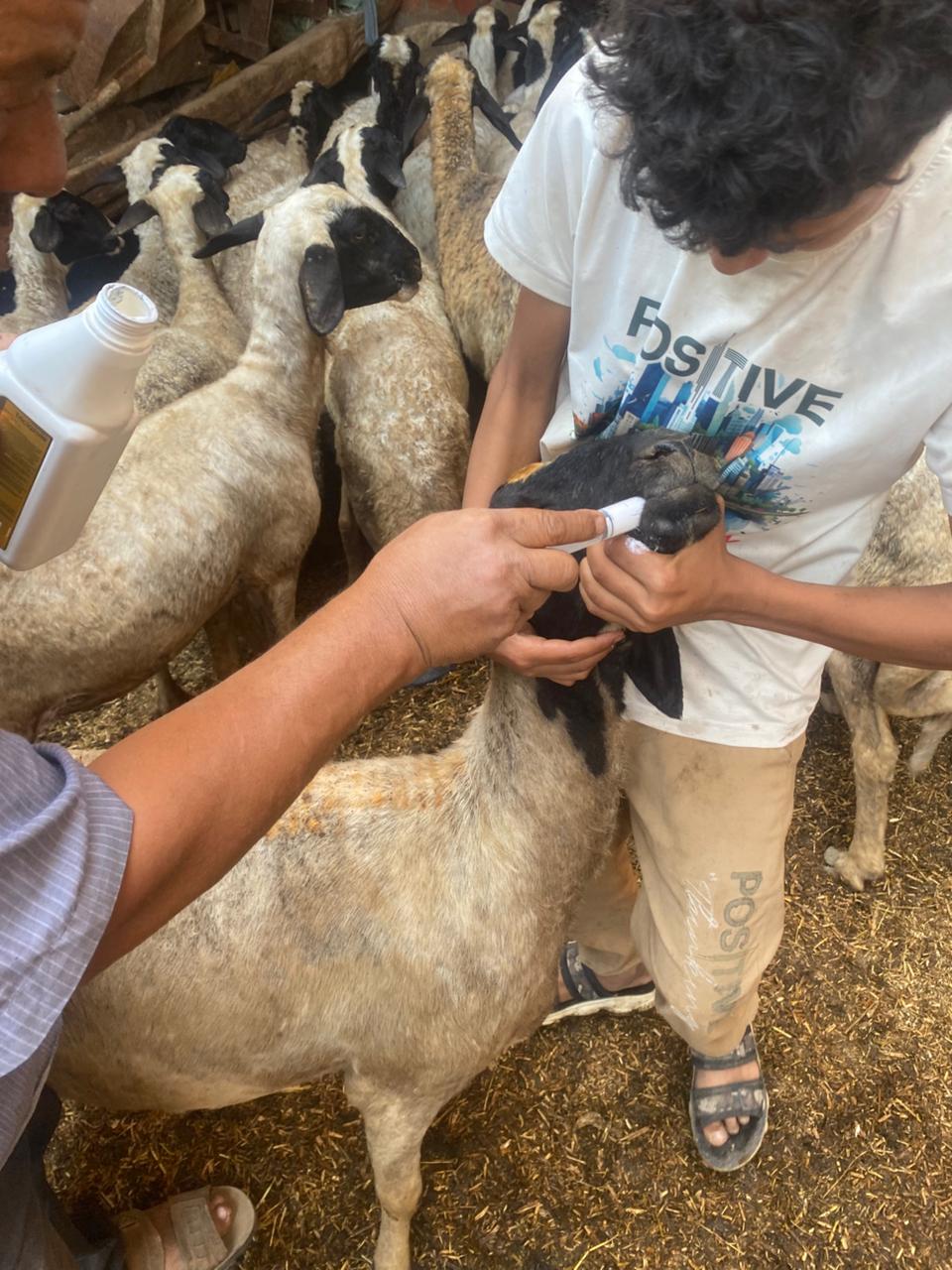 قوافل بيطرية مجانية بالجيزة