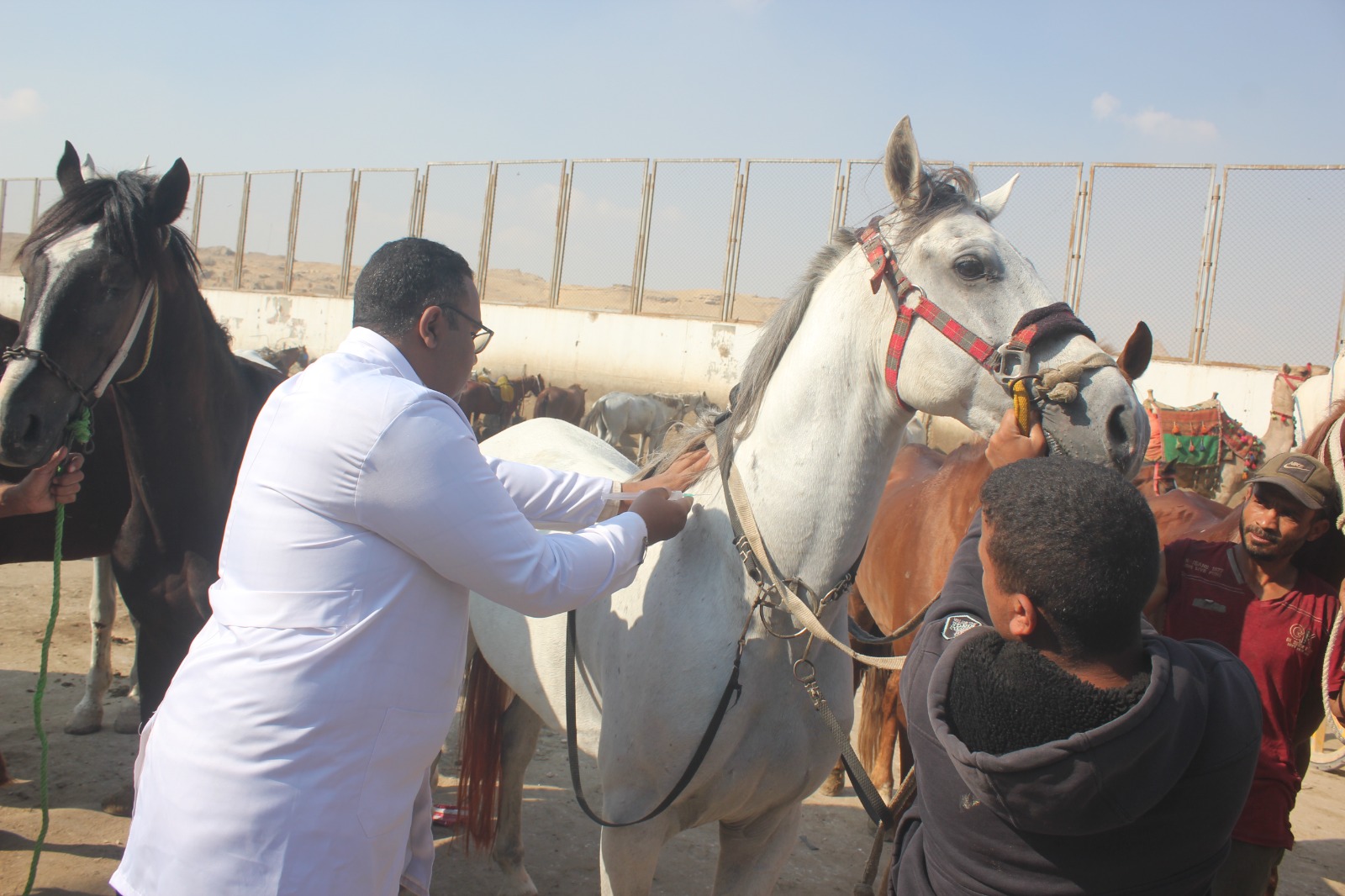 قافلة بيطرية مجانية