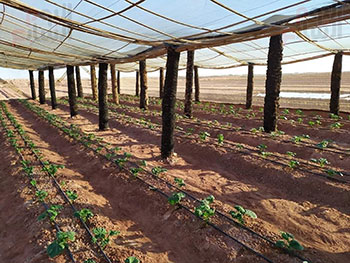 استخدام-جذوع-النخيل-فى-عمل-البيوت-المحمية-