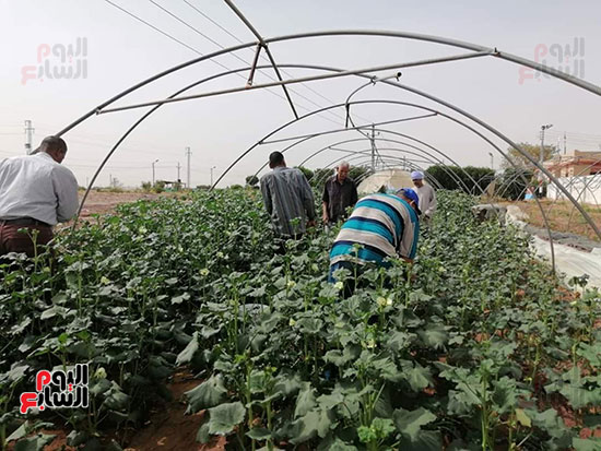 نجاح-زراعة-الخضروات-فى-البيوت-المحمية-بالوادى-الجديد