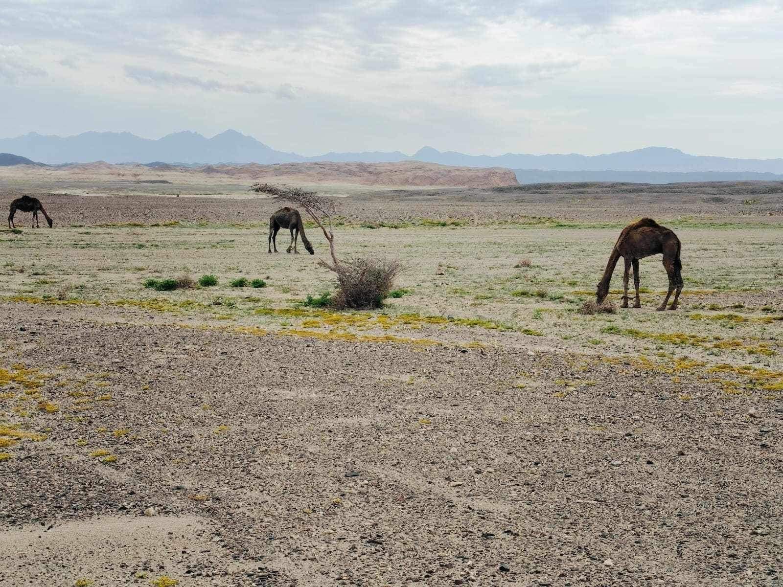 جمال طبيعة الصحراء الشرقية 