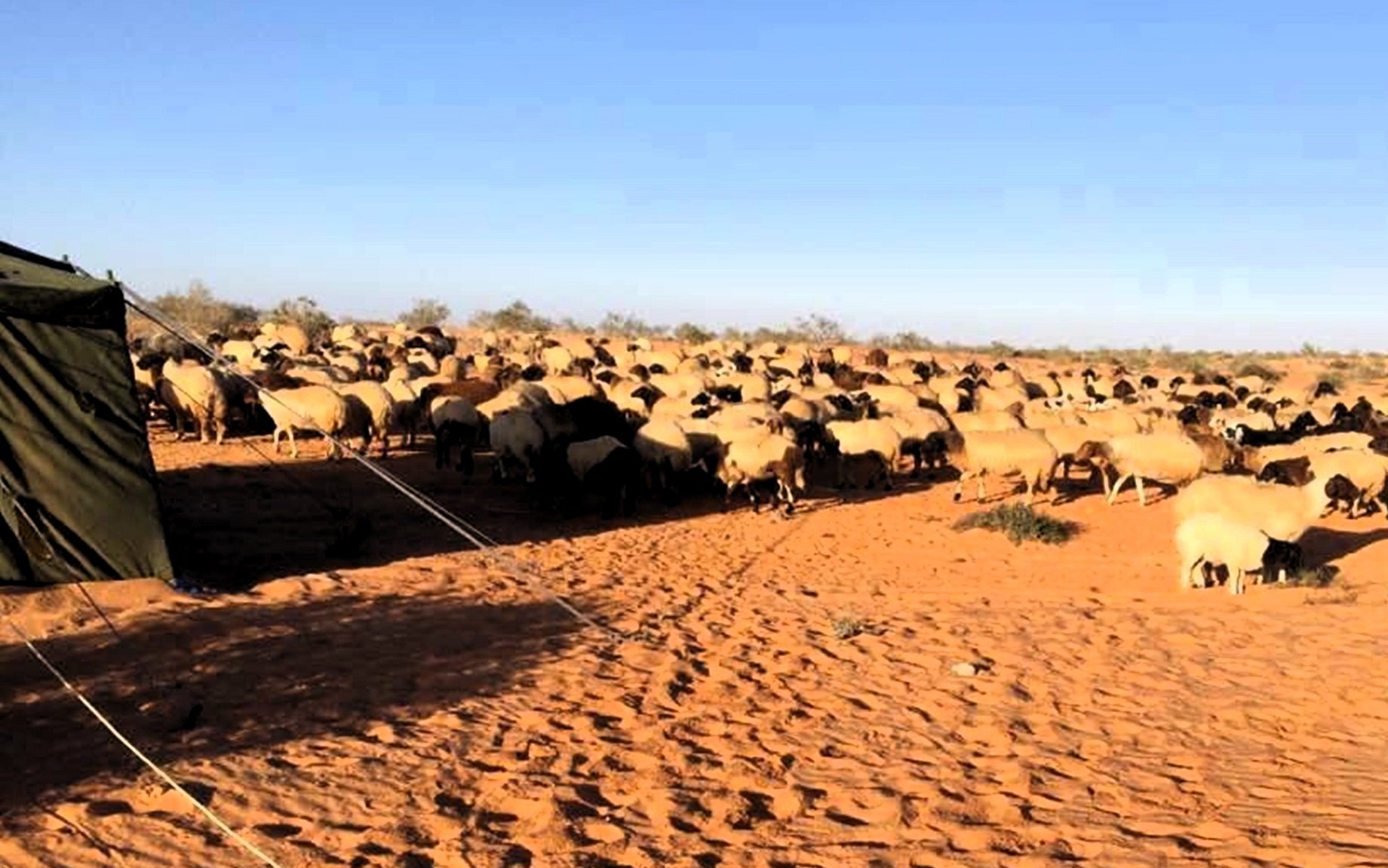 اغنام البرقي ترعى حول خيمة الراعي